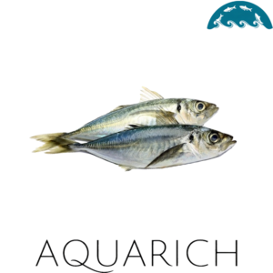 Pacific horse mackerel