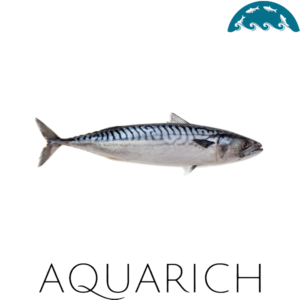 Pacific mackerel