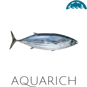 Skipjack Tuna